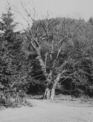 Bild zeigt die "dicke Buche" ein ehemaliges Naturdenkmal und Treffpunkt ausserhalb des Ortes