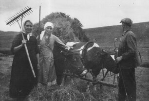 Das Bild zeigt ein Kuhgespann und 3 Personen bei der Heuernte