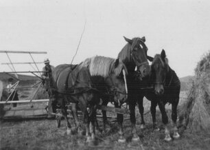 Bild zeigt Herrn Christian Schalk (Richts) mit Pferdegespann beim Bindern von Getreide